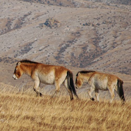 Echoes of the Mongols | 6 days